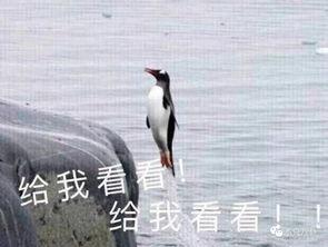 娛樂(lè)吃瓜君迅猛龍唱歌,迅猛龍跨界唱歌，音樂(lè)界新勢(shì)力崛起