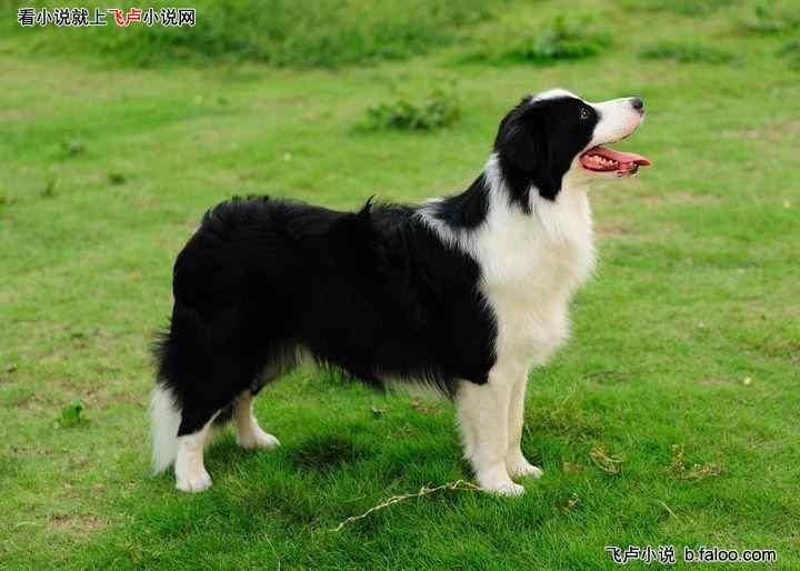 娛樂(lè)吃瓜醬牧羊犬,揭秘牧羊犬背后的故事