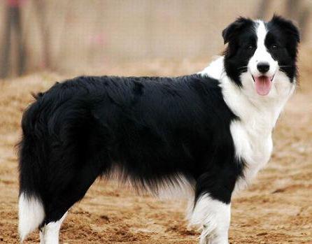 娛樂(lè)吃瓜醬牧羊犬,揭秘牧羊犬背后的故事